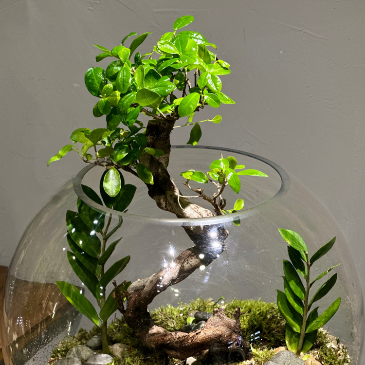 Terrariums