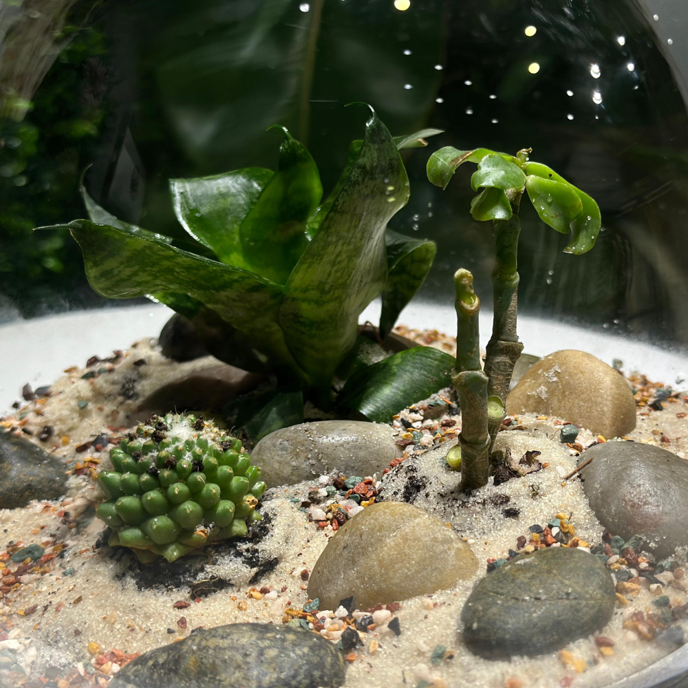 Oasis