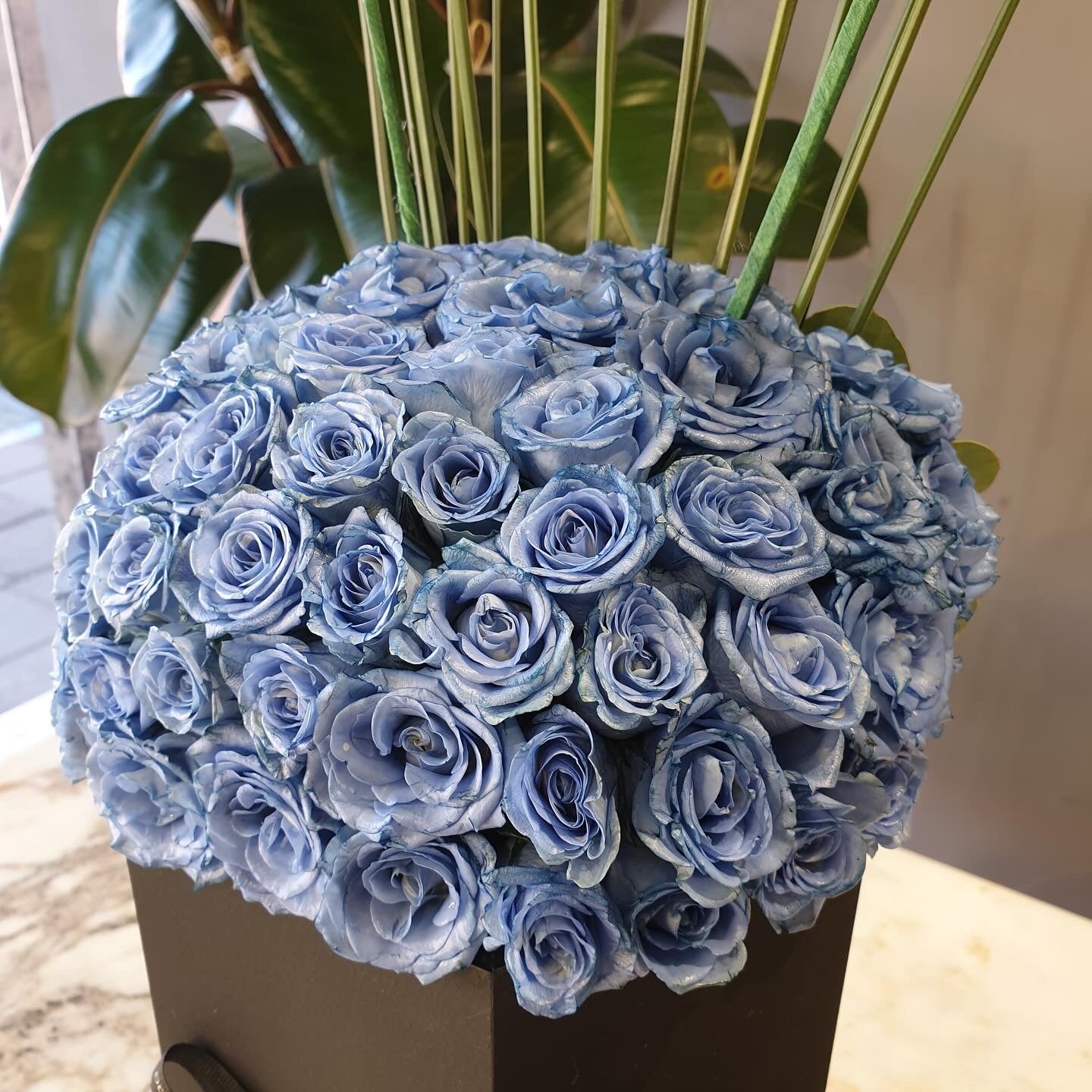 Blue Masarra
