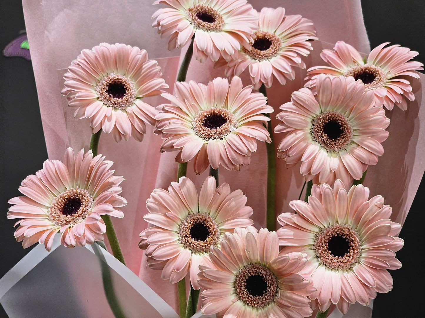 Pink Bubbles