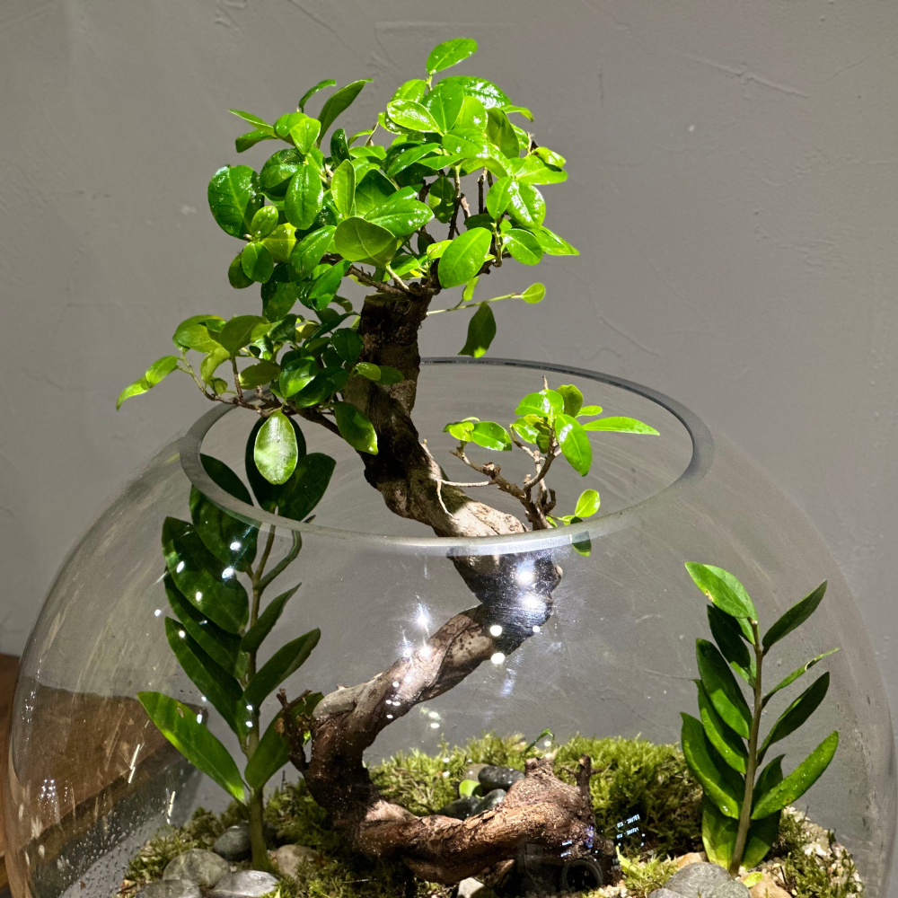 Terrariums