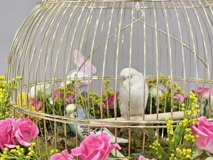 Golden Cage