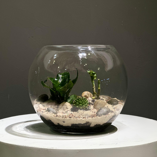 Oasis
