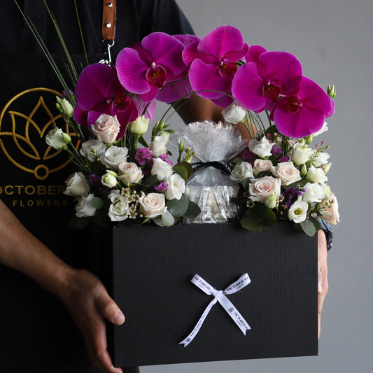 Phalaenopsis Ark