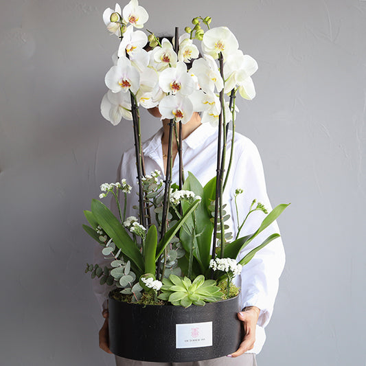 Triple Phalaenopsis Plants
