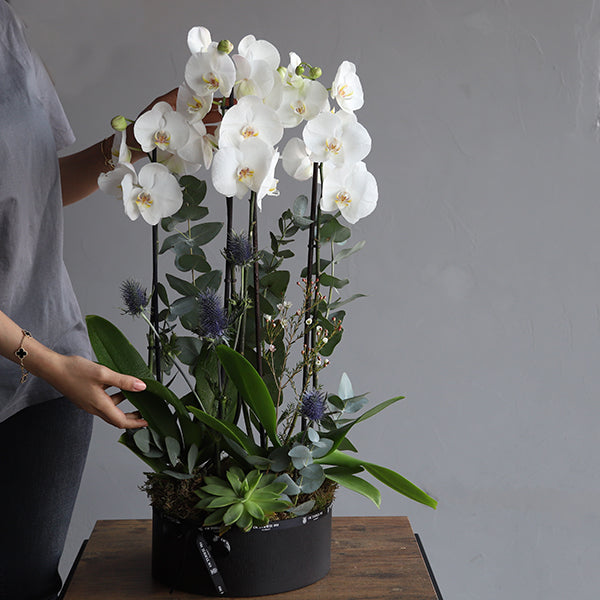 Twin Phalaenopsis Plants