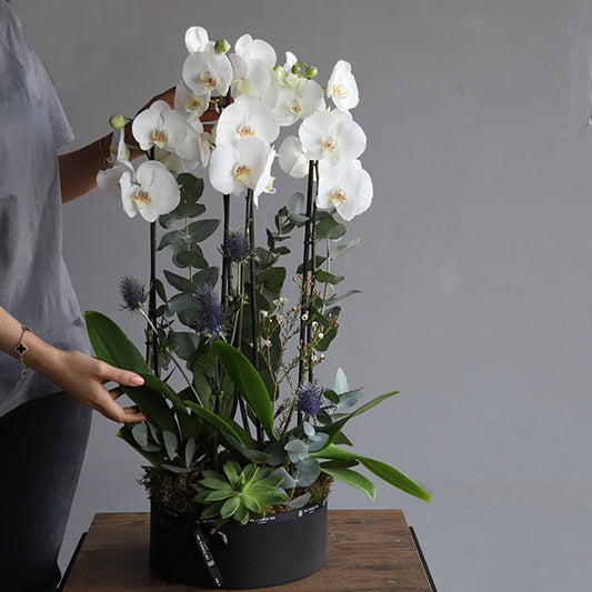 Twin Phalaenopsis