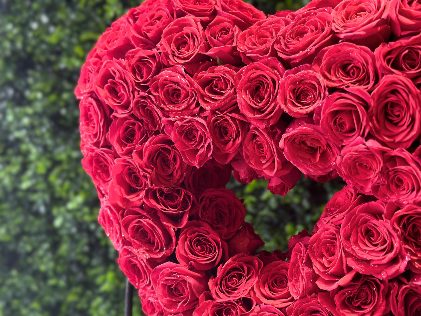 A heart shaped from red roses against a foliage wall